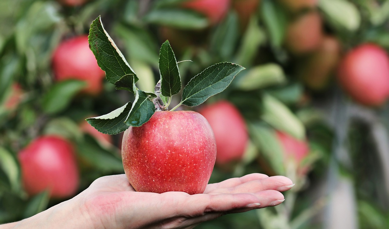 Лукашенко рассказал, почему белорусские яблоки лучше польских