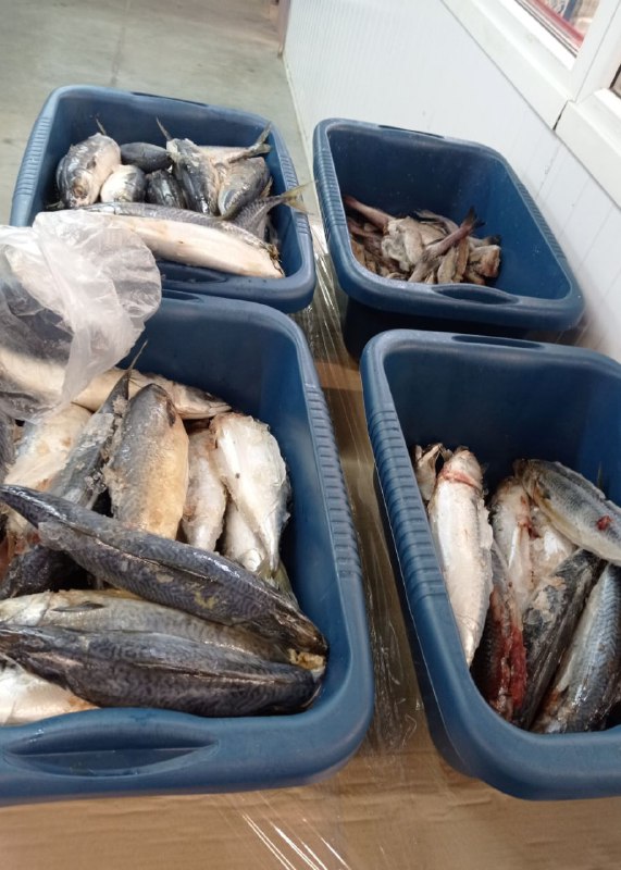 Госконтроль нашел в «Светофоре» более 400 кг опасного мяса и рыбы