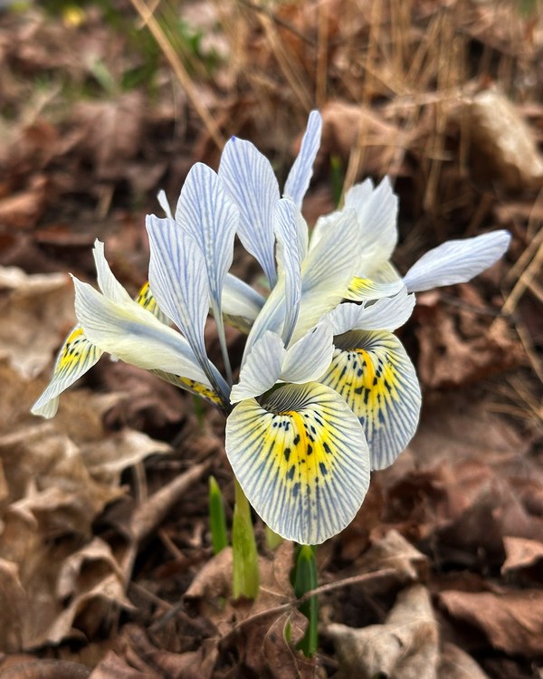 Дискуссия о&nbsp;белорусском театре и&nbsp;первоцветы в&nbsp;Ботаническом: афиша с&nbsp;6&nbsp;по&nbsp;12&nbsp;апреля