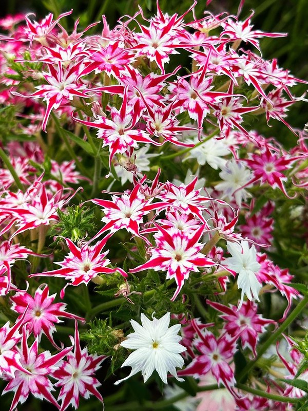 Флокс Друммонда Звездный дождь