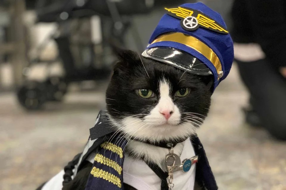 Аэропорт Сан-Франциско нанял взяли кота. Что он делает
