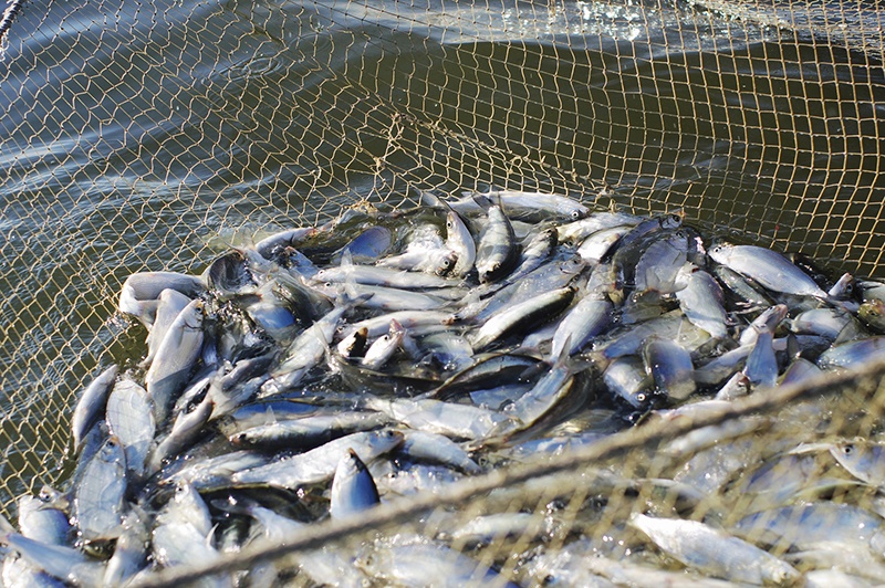 Поправки в Таможенный кодекс ЕАЭС могут привести к подорожанию рыбы