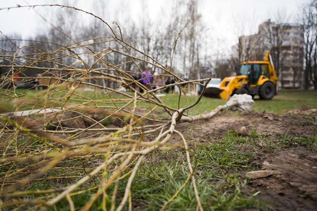 Betera Green Week: восстановление леса в&nbsp;Беларуси и&nbsp;конвертация лайков в&nbsp;деревья. Кейс экологического проекта