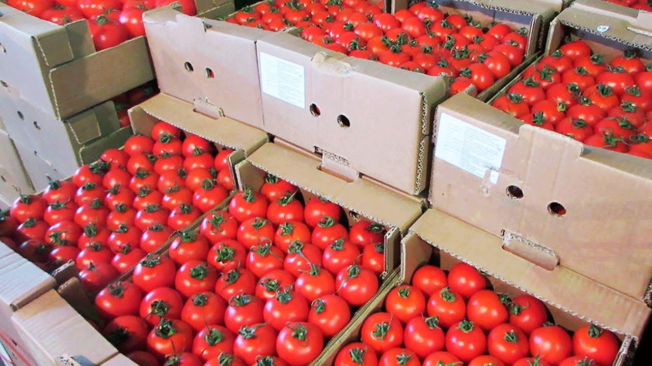 Госконтроль оштрафовал поставщика овощей на 80 тыс рублей за высокую торговую надбавку