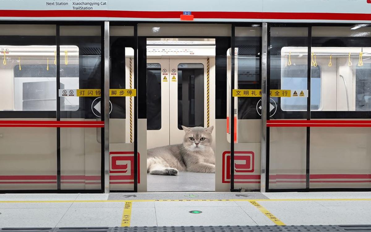 Блогер спроектировал мини-станцию метро для своих котов. Там есть поезд и эскалатор