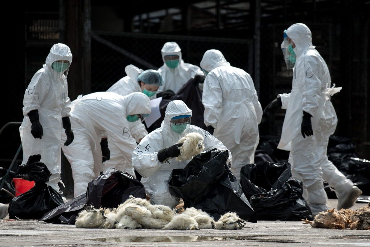 Новый штамм вируса птичьего гриппа в Китае
