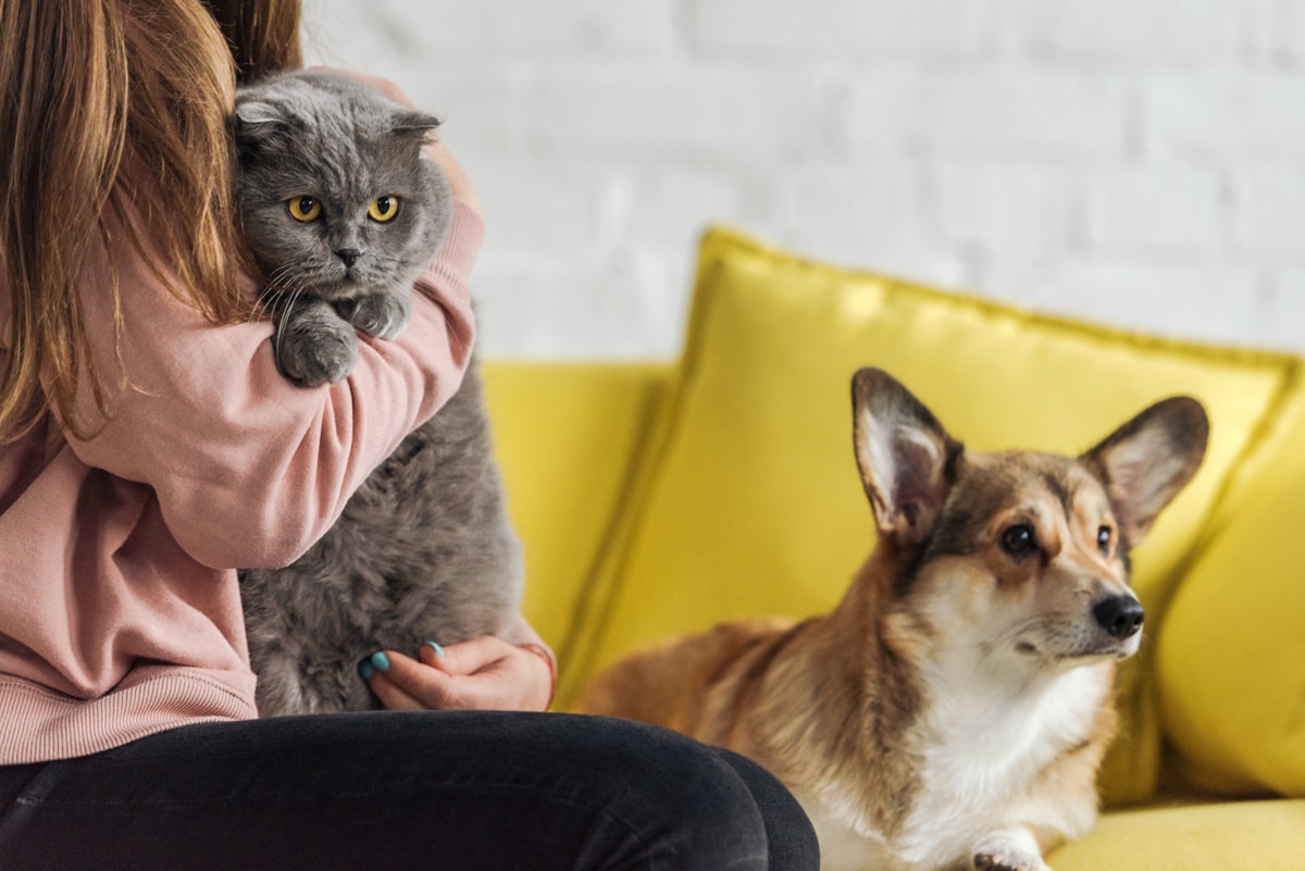 Многие «номера» заняты до осени. Как в Минске работают гостиницы для домашних питомцев