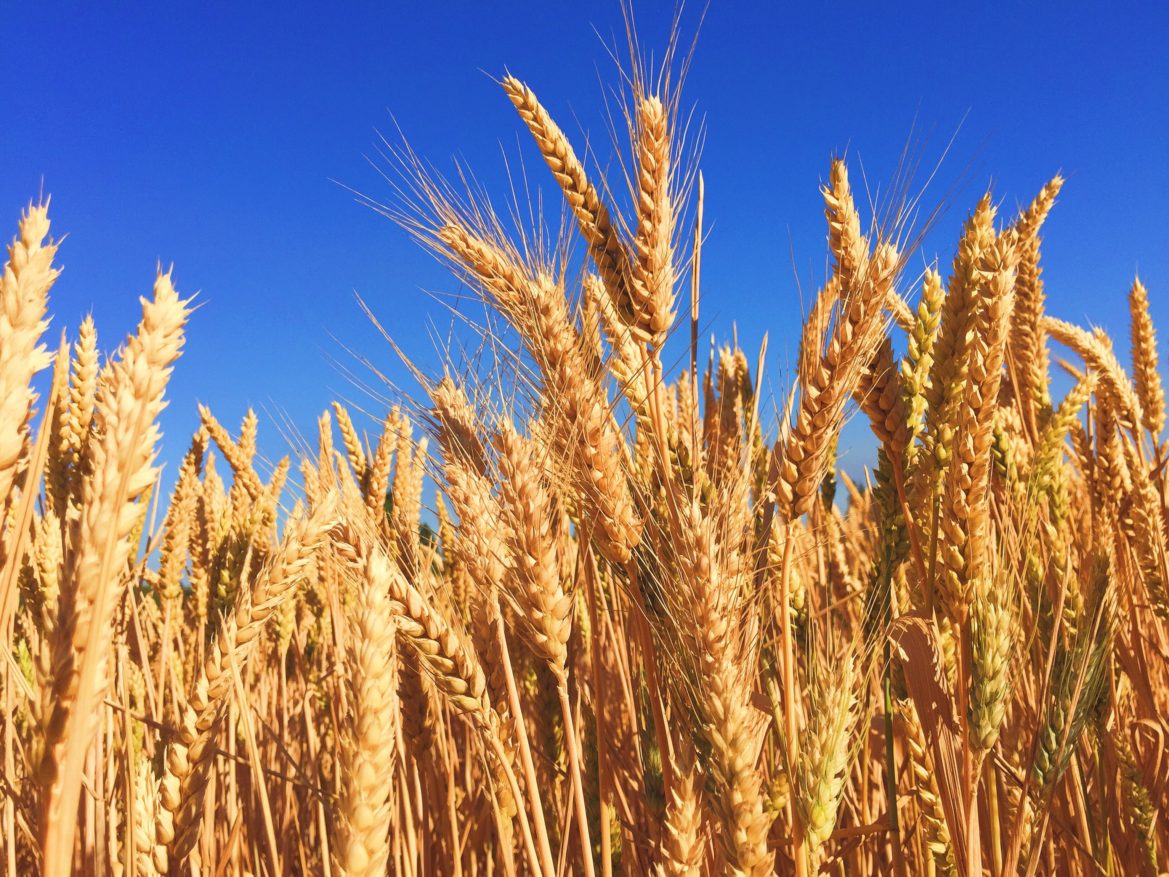 После ЧП на Каховской ГЭС растут мировые цены на пшеницу и кукурузу