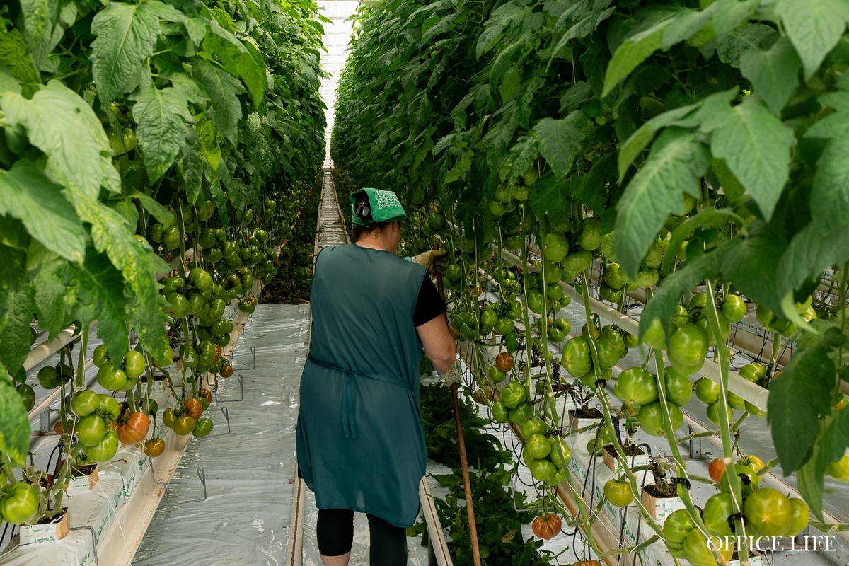 Об этих белорусах Netflix мог бы снять сериал. Вдохновляющая история про семейный бизнес, красивые огурцы и про то, что нет ничего невозможного 