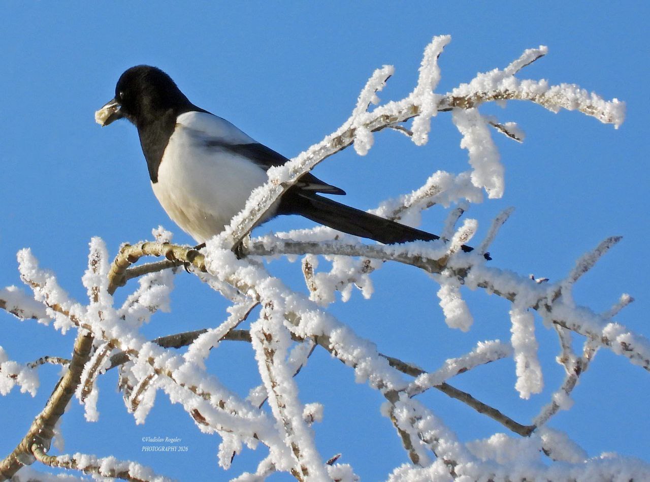Ждать ли оттепель в ближайшие дни? Прогноз погоды на новую рабочую неделю