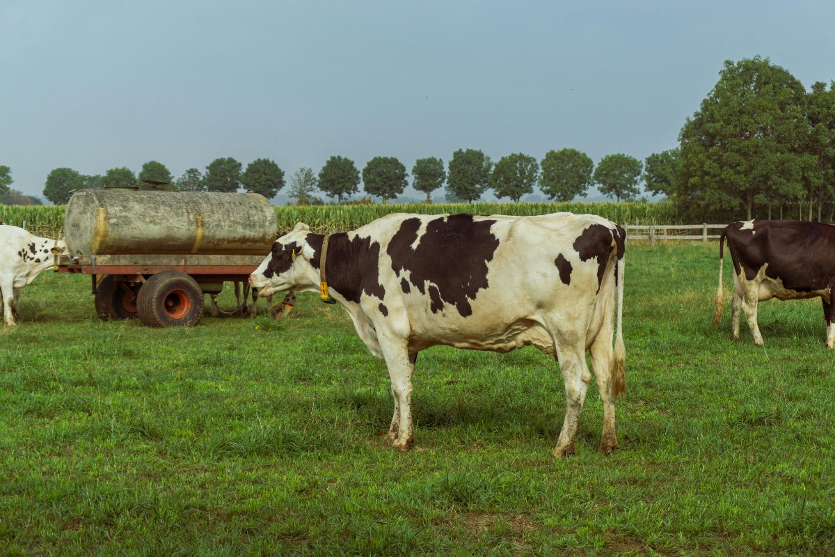 В Беларуси создадут реестр производителей кормов 