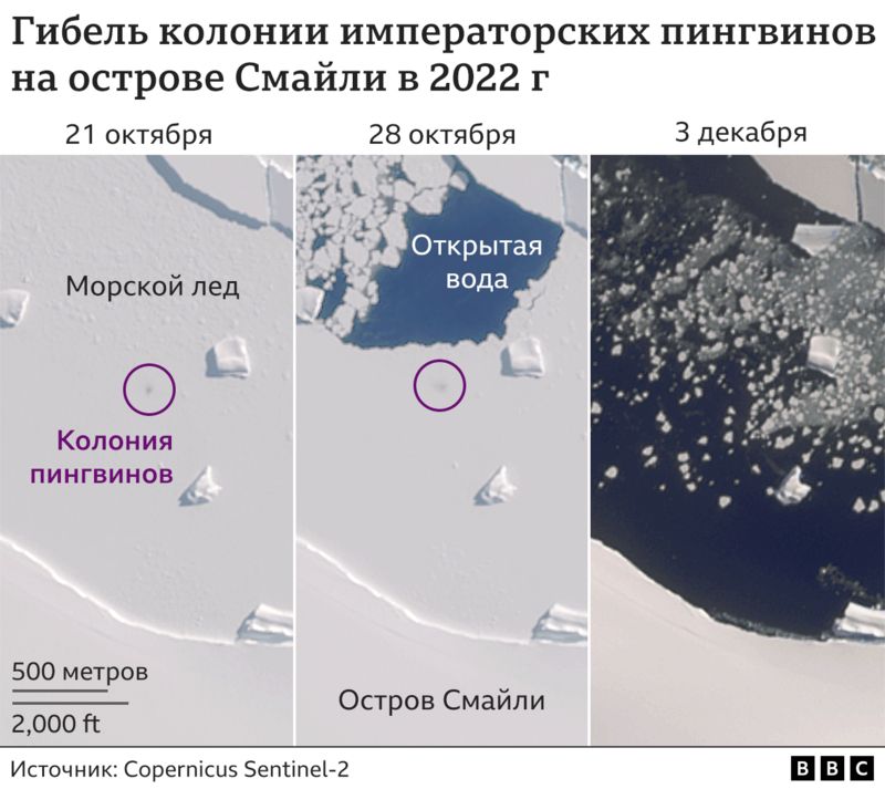 Ученые бьют тревогу: в Антарктиде мало льда, императорским пингвинам грозит исчезновение