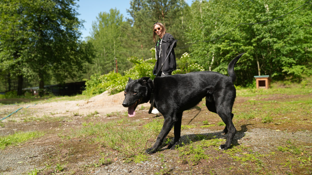 Как Betera объединяет сотрудников, блогеров и спорт ради помощи животным