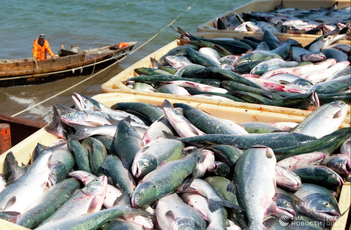 Беларусь начинает добывать рыбу на Дальнем Востоке