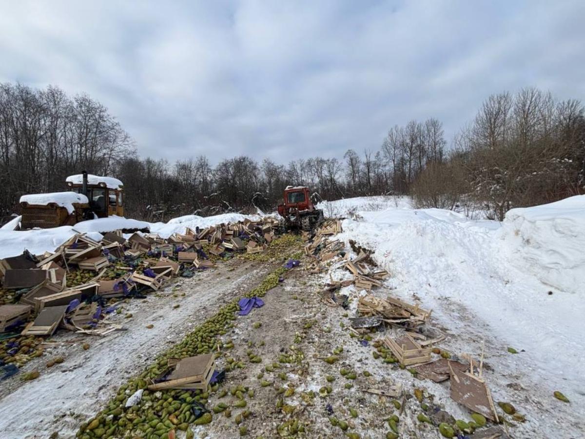 В России уничтожили 20 тонн польских груш, которые ввезли из Беларуси (фото)