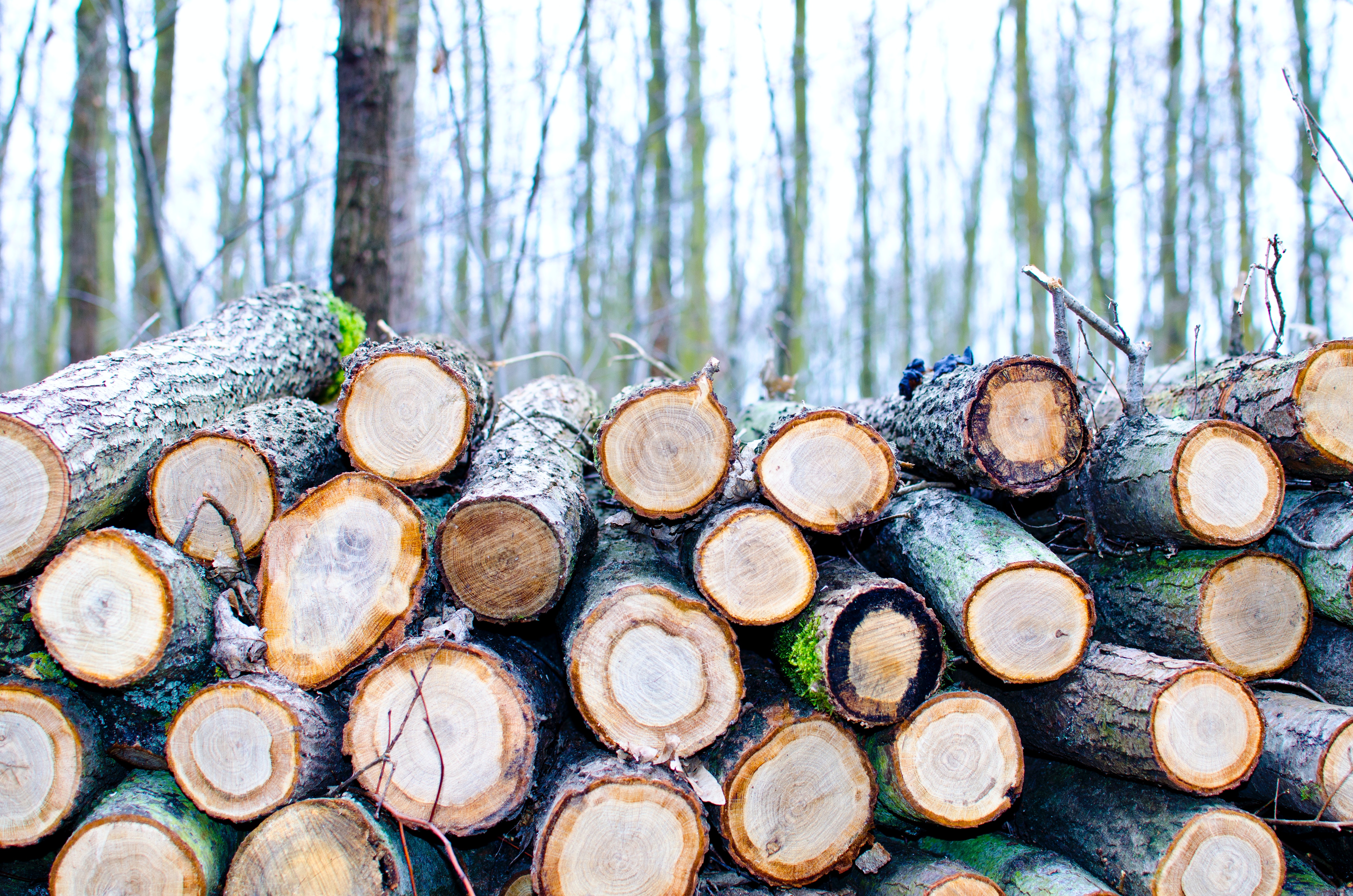 Беларусь хочет продавать в Азию древесину, которая раньше поставлялась в ЕС