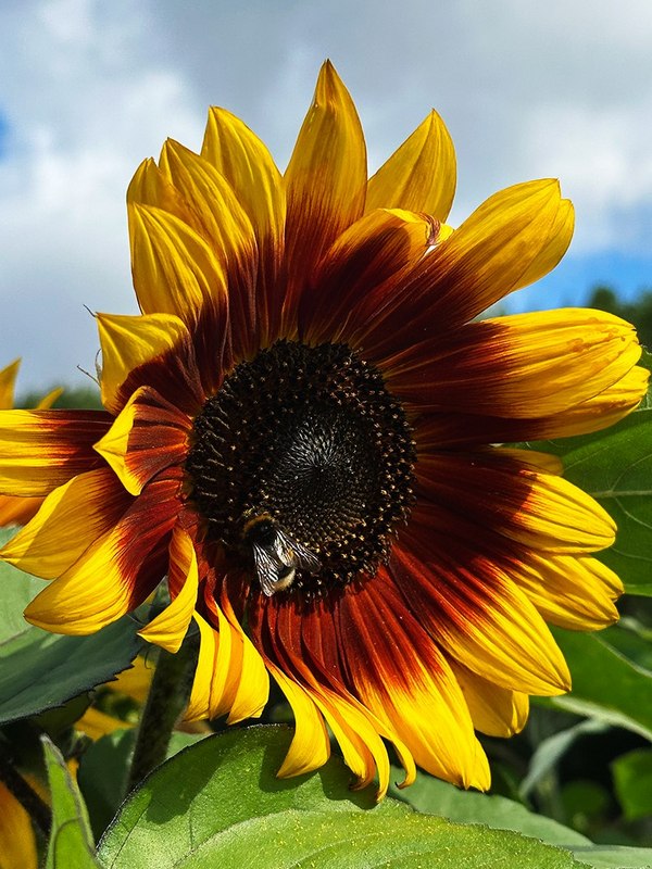 Подсолнухи