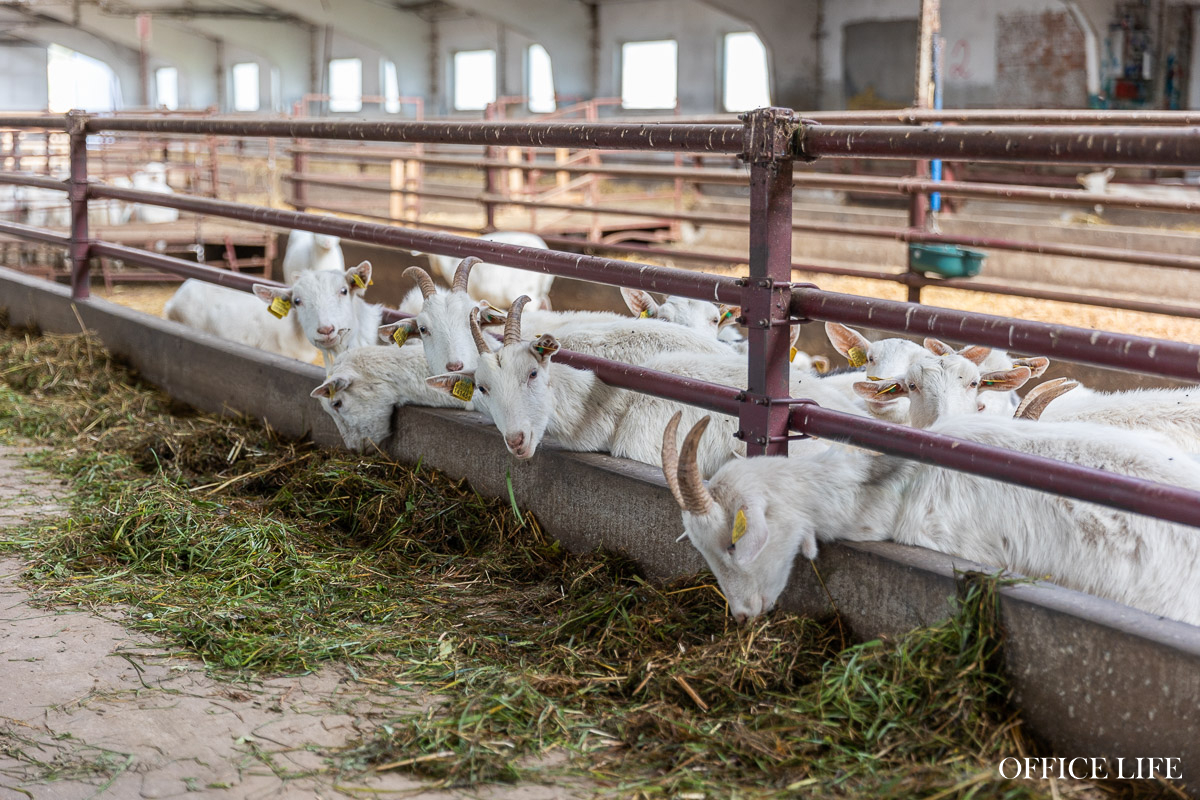 «Купите нас, недорого!» Что случилось с успешной козьей фермой и известным лабиринтом «Кукуполис»