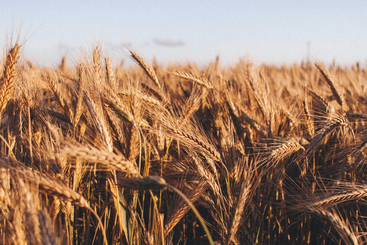Беларусь снова ввела лицензирование на экспорт пшеницы и других зерновых
