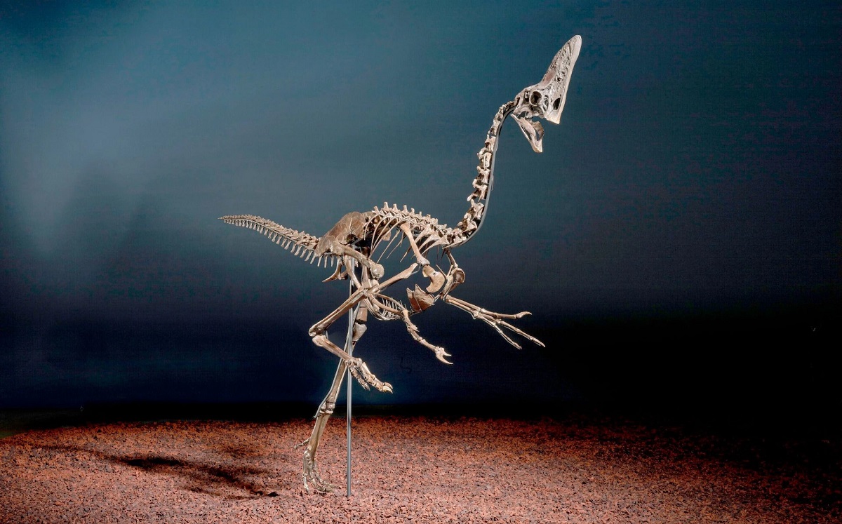 Скелет одного из последних динозавров на Земле хотят продать за $4 млн