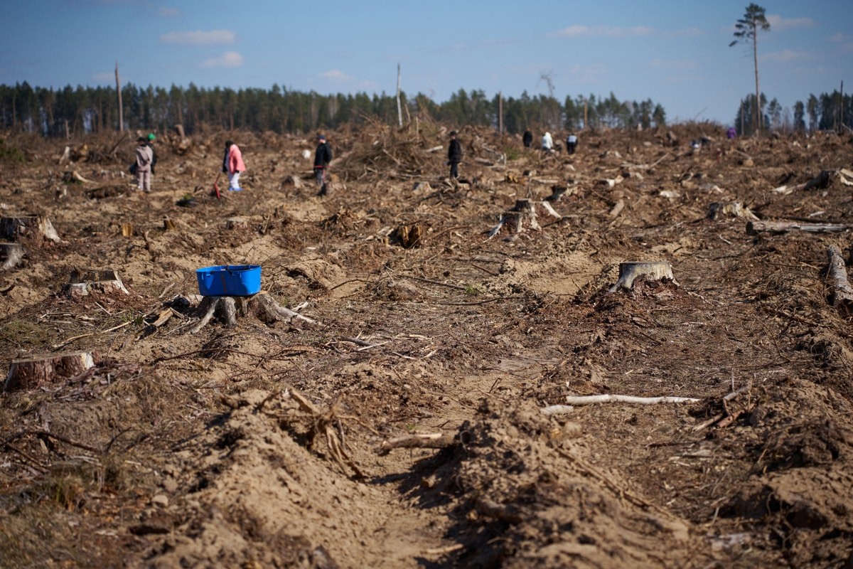 Betera Green Week: восстановление леса в&nbsp;Беларуси и&nbsp;конвертация лайков в&nbsp;деревья. Кейс экологического проекта