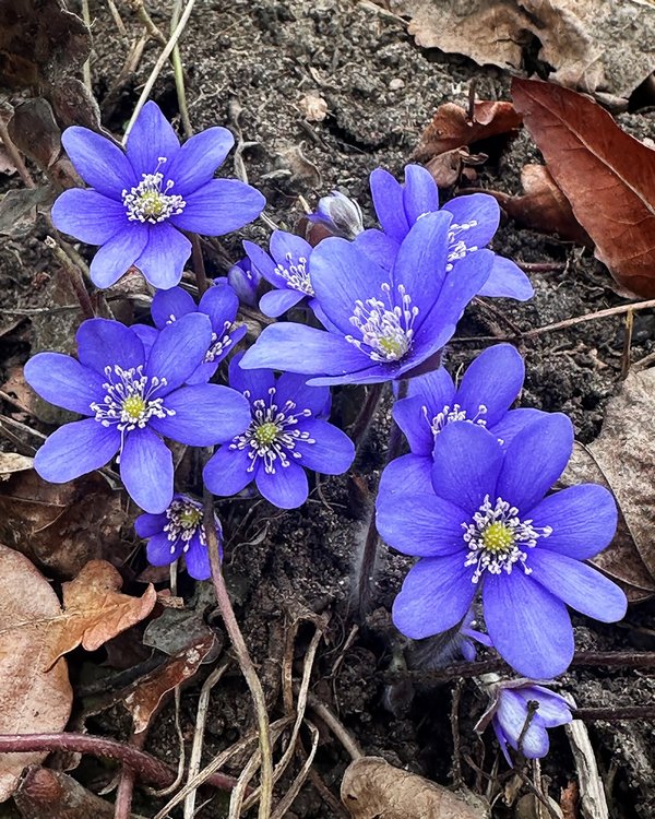 Дискуссия о&nbsp;белорусском театре и&nbsp;первоцветы в&nbsp;Ботаническом: афиша с&nbsp;6&nbsp;по&nbsp;12&nbsp;апреля