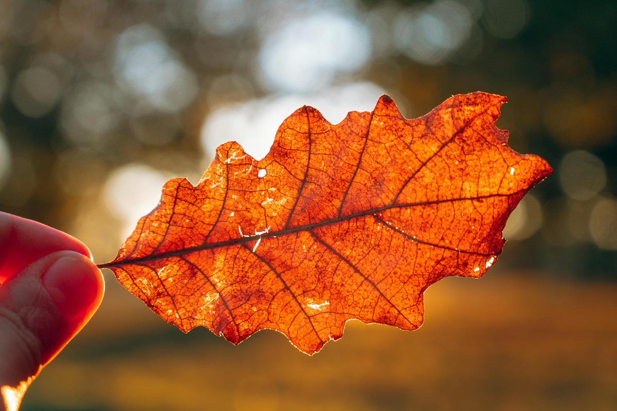 Тепло будет даже ночью. Прогноз погоды на короткую рабочую неделю