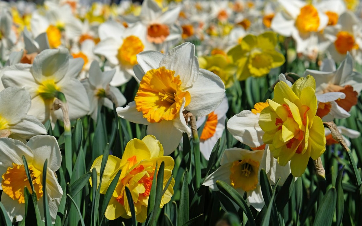 Тайная жизнь Туровского луга и&nbsp;язык моды в&nbsp;«Дьявол носит Prada»: афиша с&nbsp;20&nbsp;по&nbsp;26&nbsp;апреля