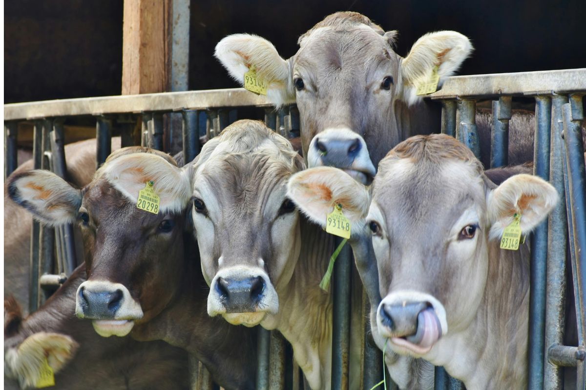 Беларусь увеличила минимальные экспортные цены на говядину