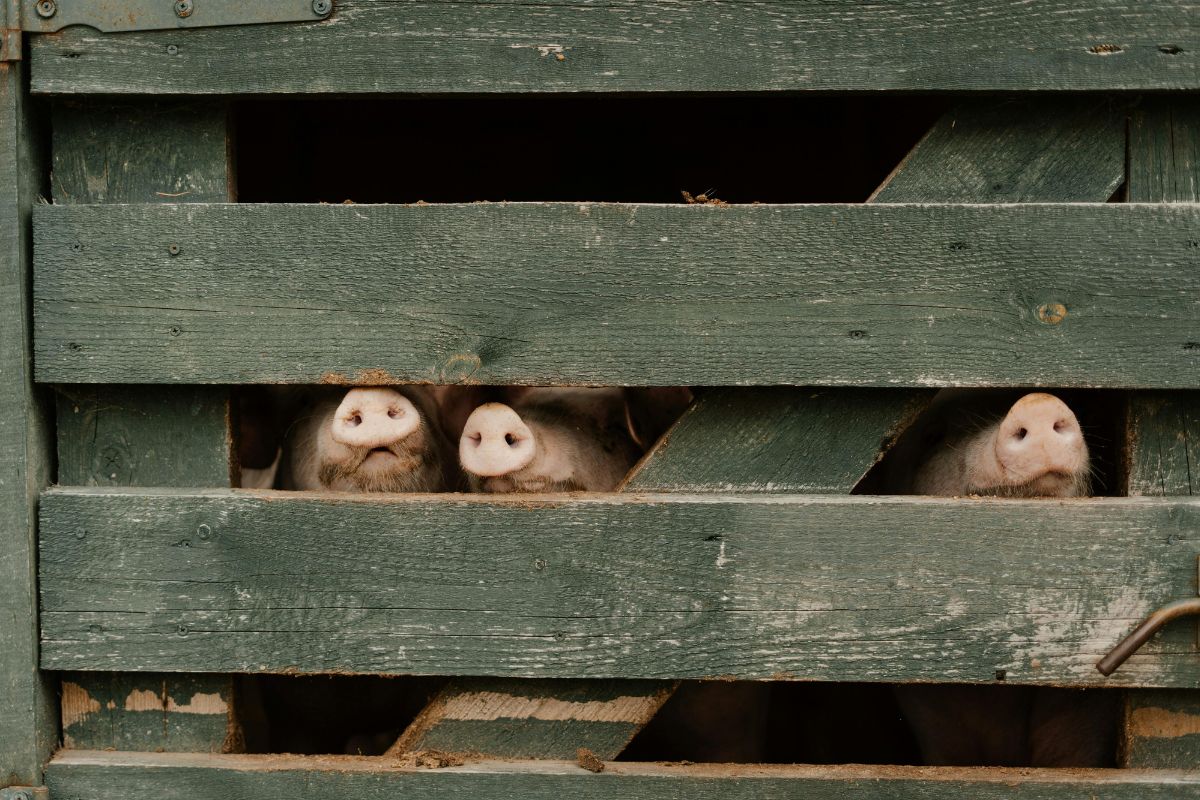 В Беларуси к 2034 году построят 12 свиноводческих комплексов