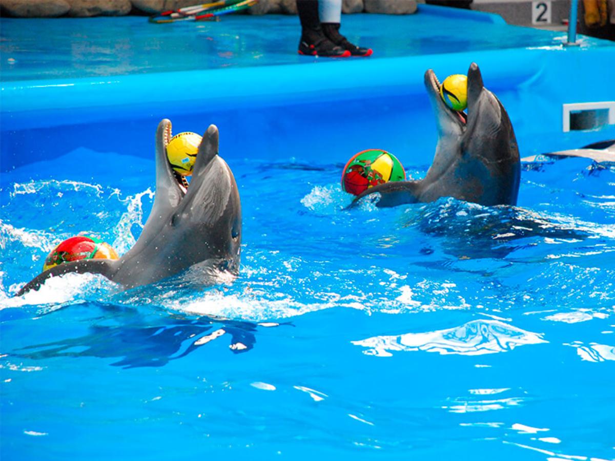 Стало известно, когда после реконструкции откроется дельфинарий в Минске