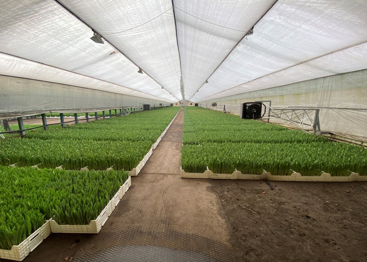 Хозяйство по выращиванию тюльпанов скрыло от налоговой более 10 млн рублей