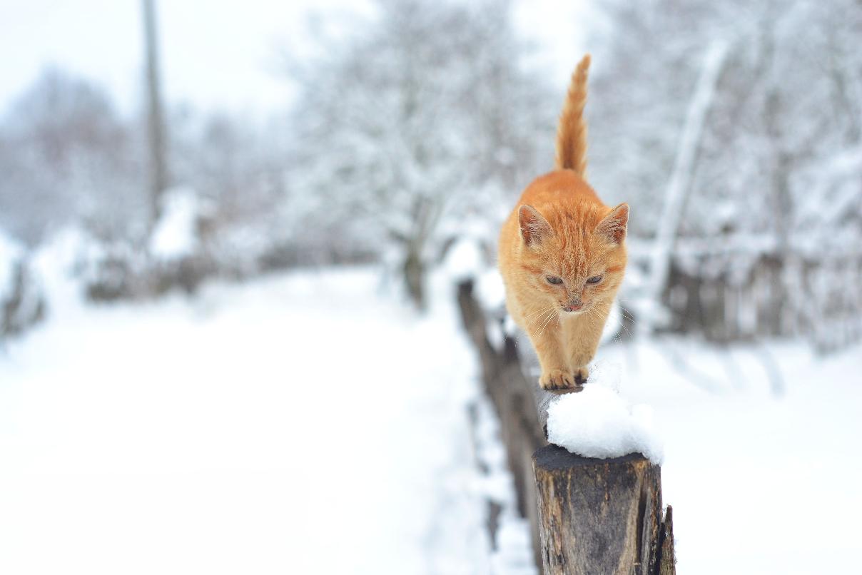 В Беларуси на 2 января объявили оранжевый уровень опасности из-за сильного снега