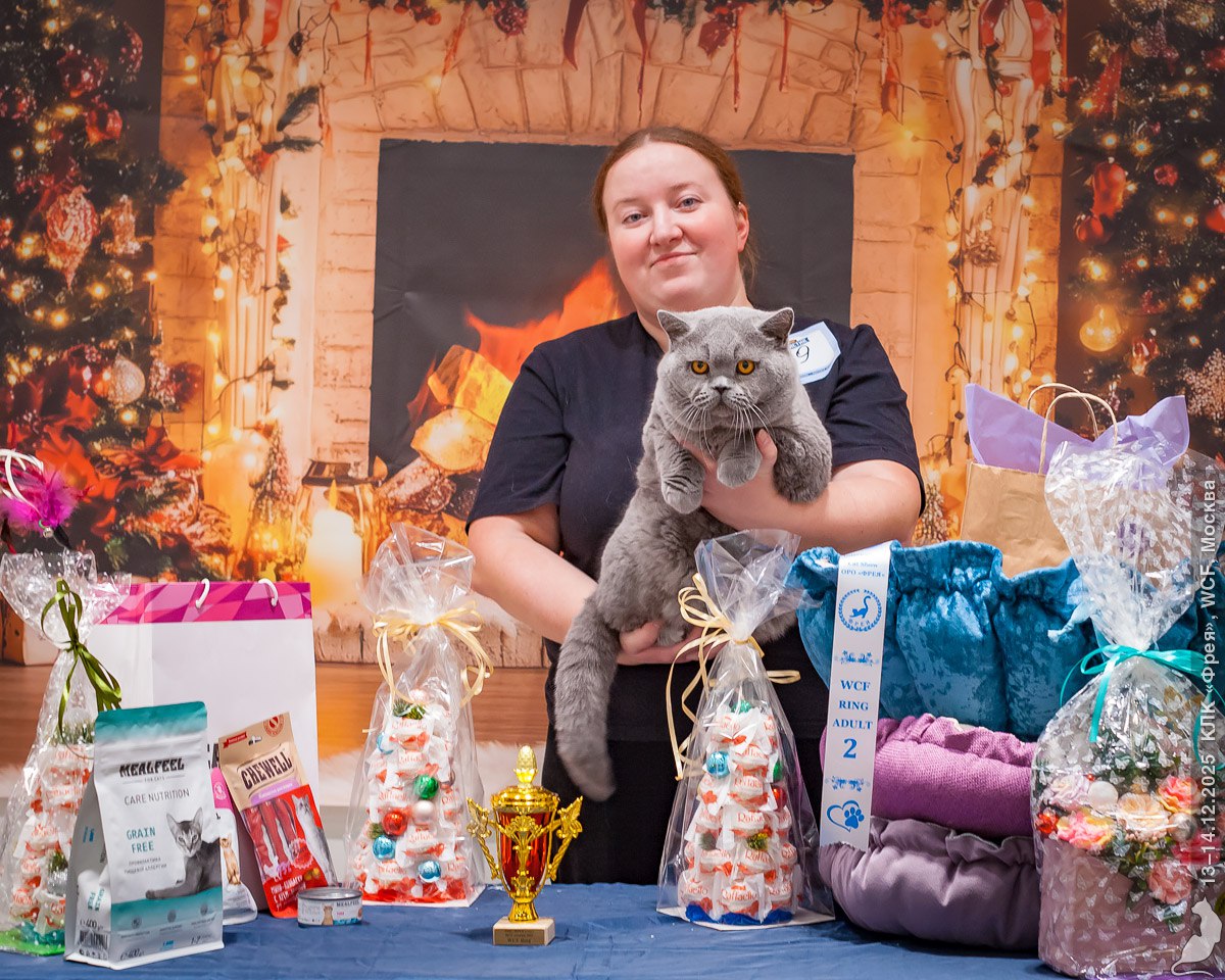 «Настоящий антистресс». Поговорили с хозяйкой самого красивого белорусского кота 