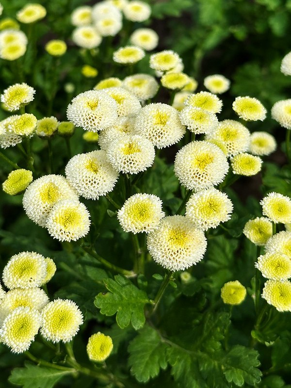 Матрикария