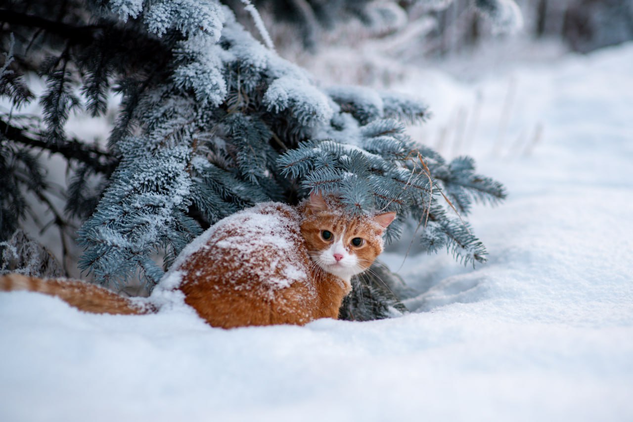 Синоптики объявили оранжевый уровень опасности на 15 марта из-за сильного снега