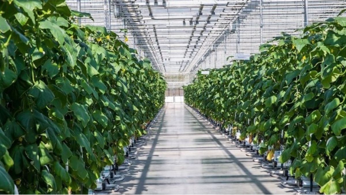 Под Брестом построят теплицы с искусственным интеллектом 