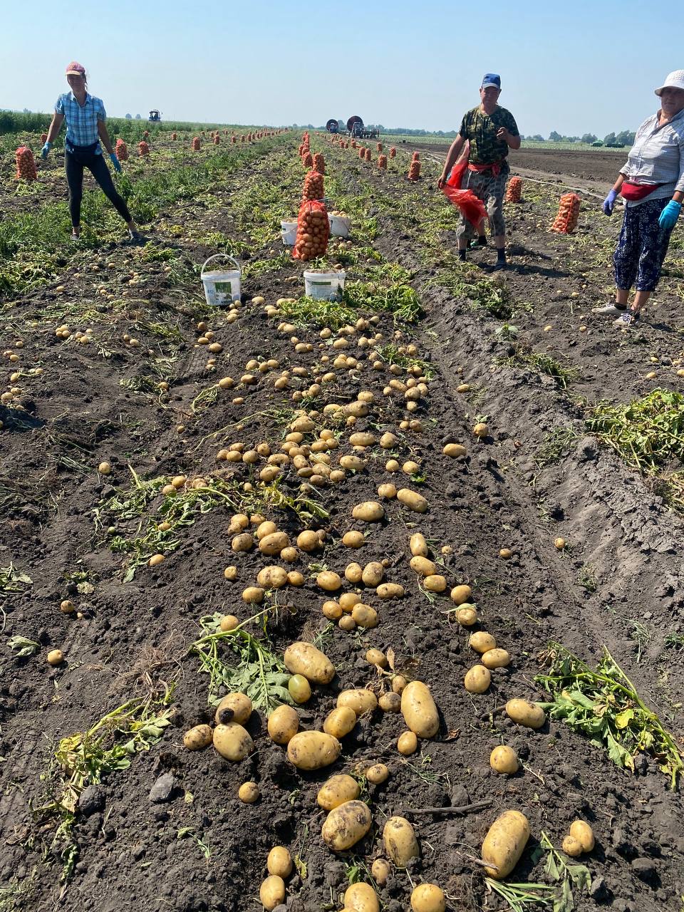 «Греть семена начали в феврале». Как под Столином растят раннюю белорусскую картошку