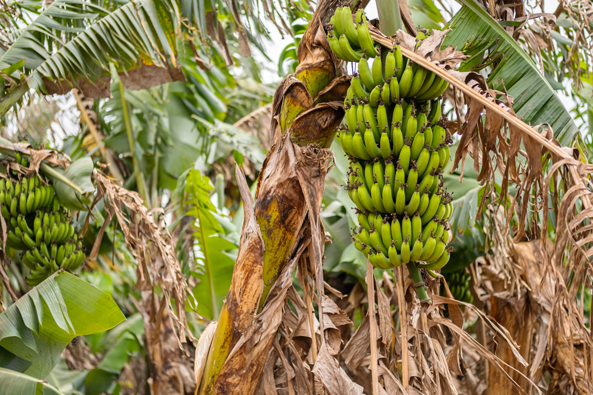 Изменение климата грозит дефицитом бананов по всему миру 