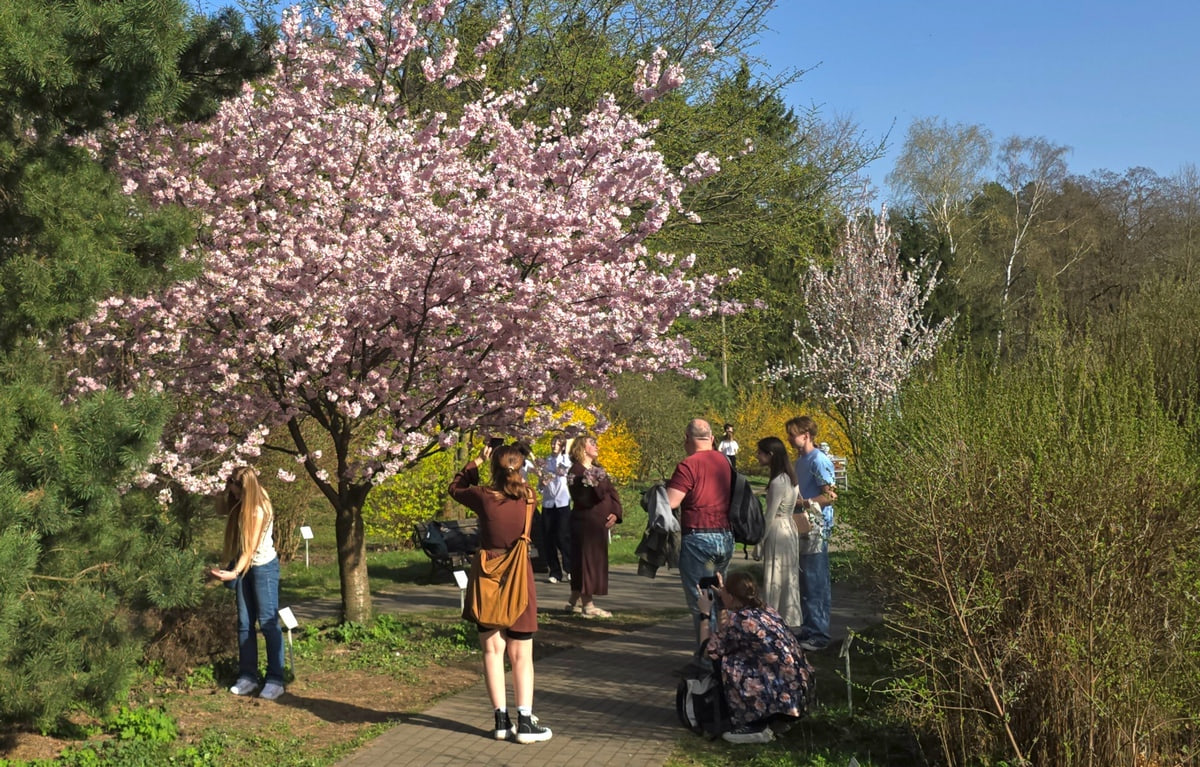 Орган в костеле и цветущая сакура в Ботаническом. Культурная афиша с 21 по 27 апреля 