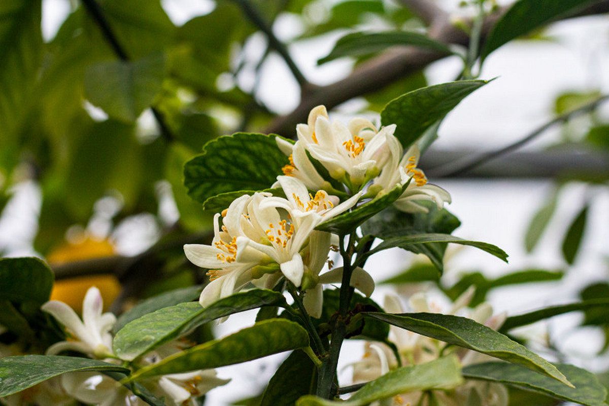 Идиллия, шабаш и&nbsp;сюрреалистический «Щелкунчик» Нуреева: афиша с&nbsp;15&nbsp;по&nbsp;21&nbsp;декабря