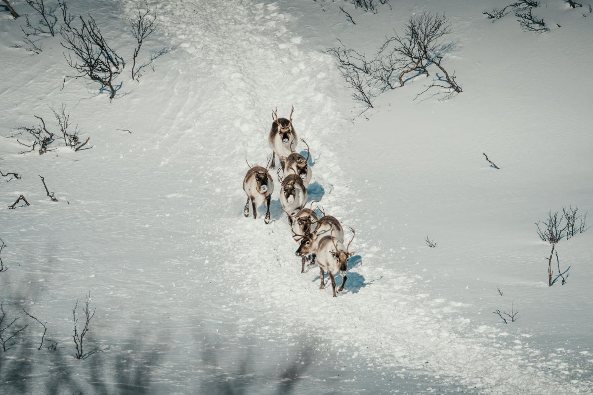 Новый резидент «Великого камня» будет перерабатывать рога оленей для китайской медицины