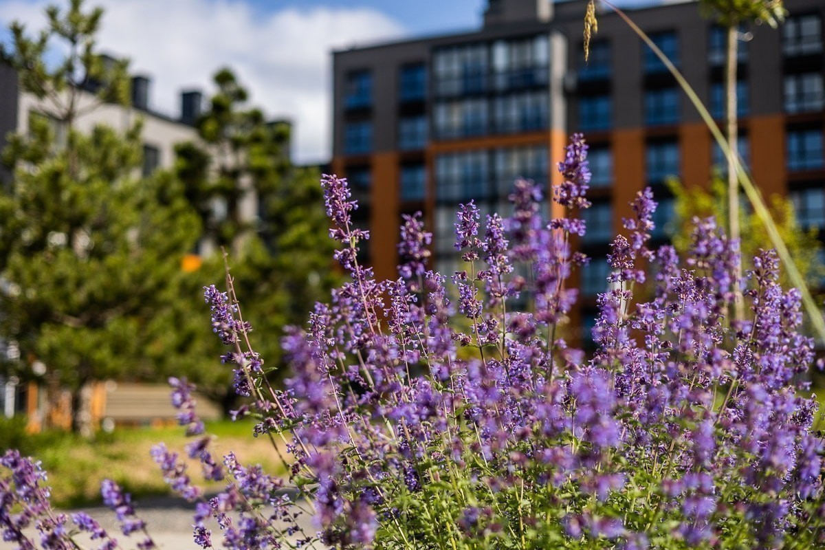 Что ждет Зеленую гавань в связи со строительством рядом нового жилого района? Поговорили с застройщиками