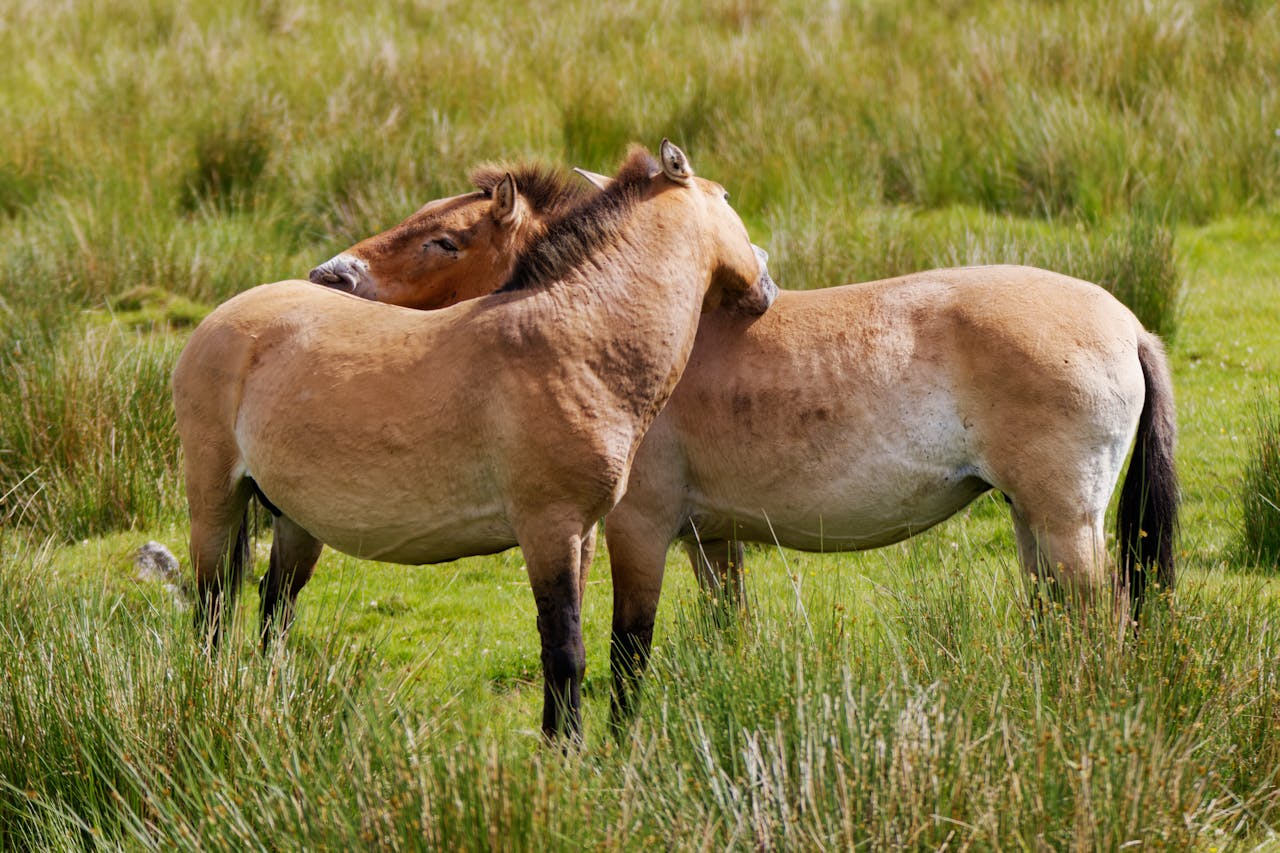 В Беларуси обновили список животных и растений Красной книги. Кого исключили, а кого добавили