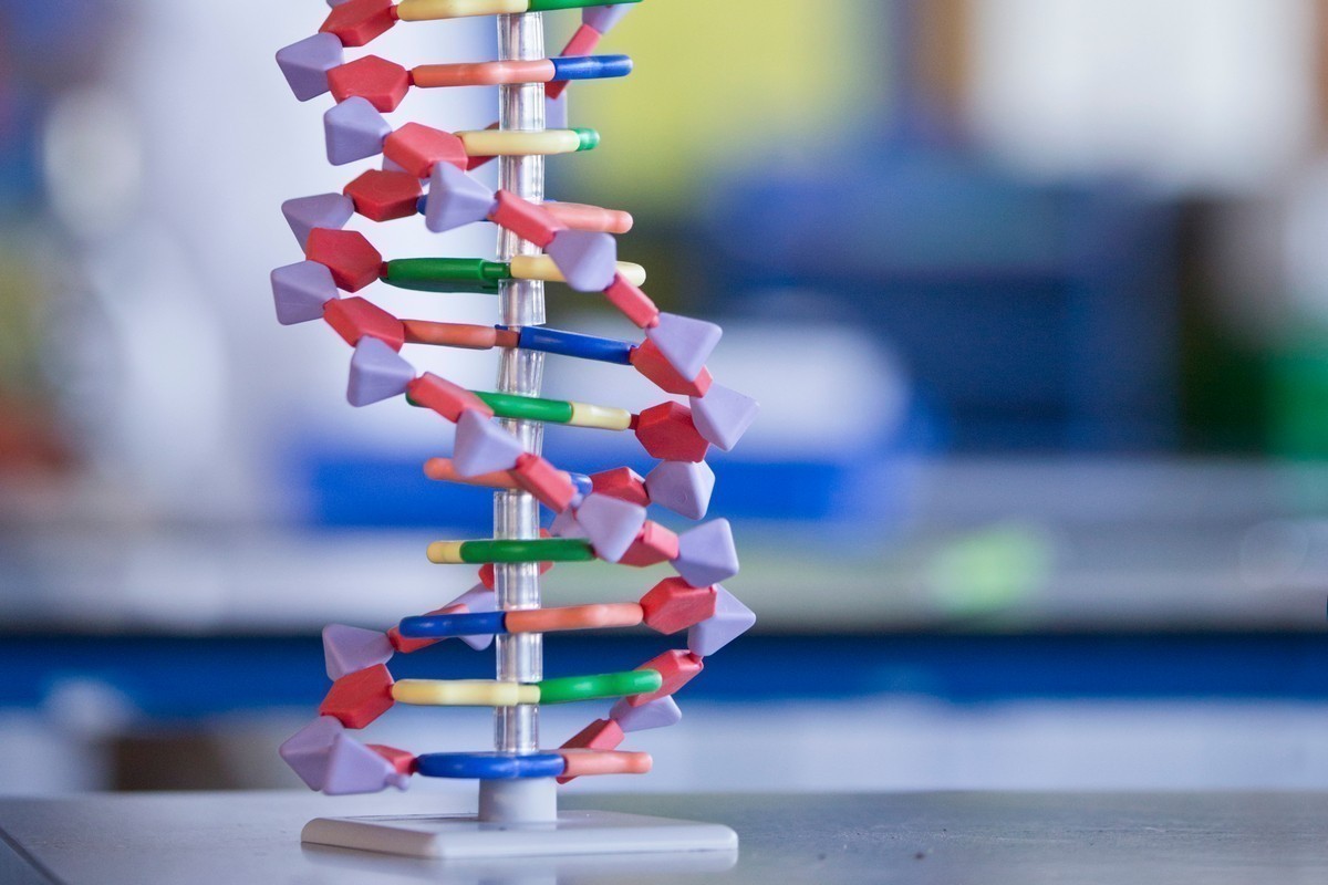 «Лунь болотный&nbsp;— это лягушка или растение?» Какие ошибки чаще всего допускают на&nbsp;ЦТ по&nbsp;биологии