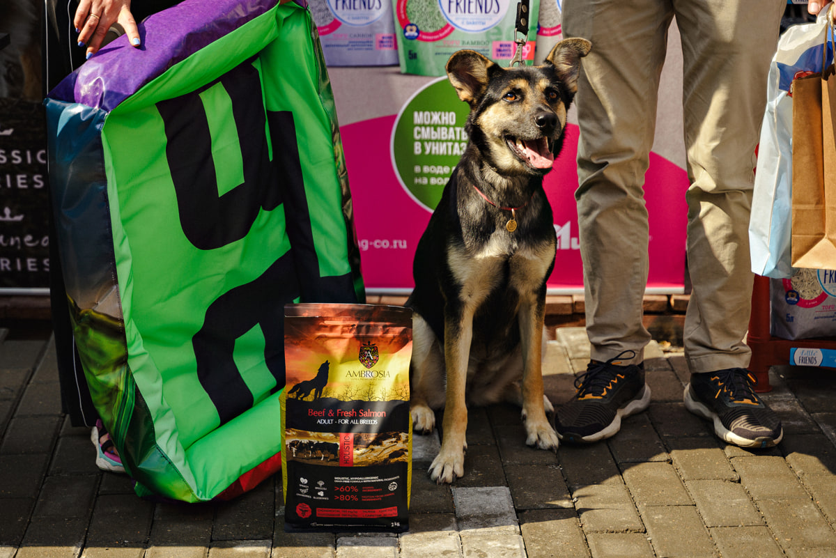 Как Betera объединяет сотрудников, блогеров и спорт ради помощи животным