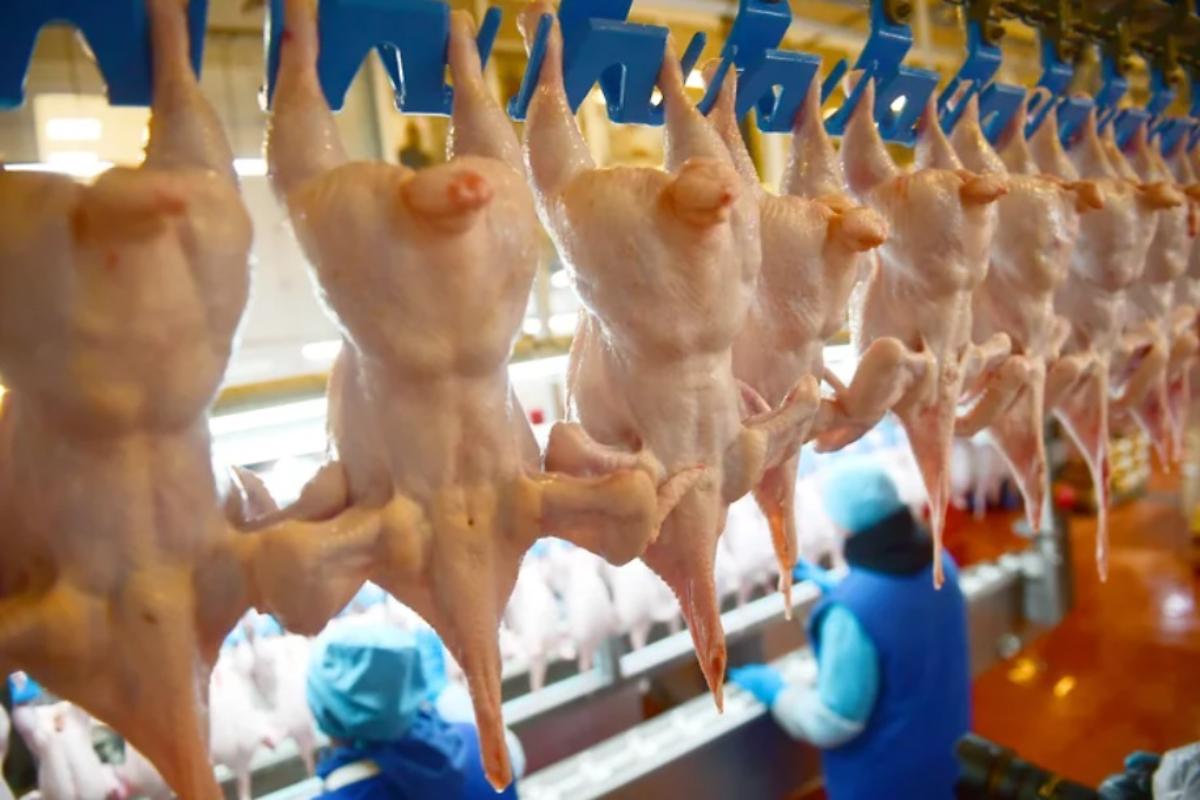 Россия удержит цены на курицу поставками из Беларуси и Казахстана