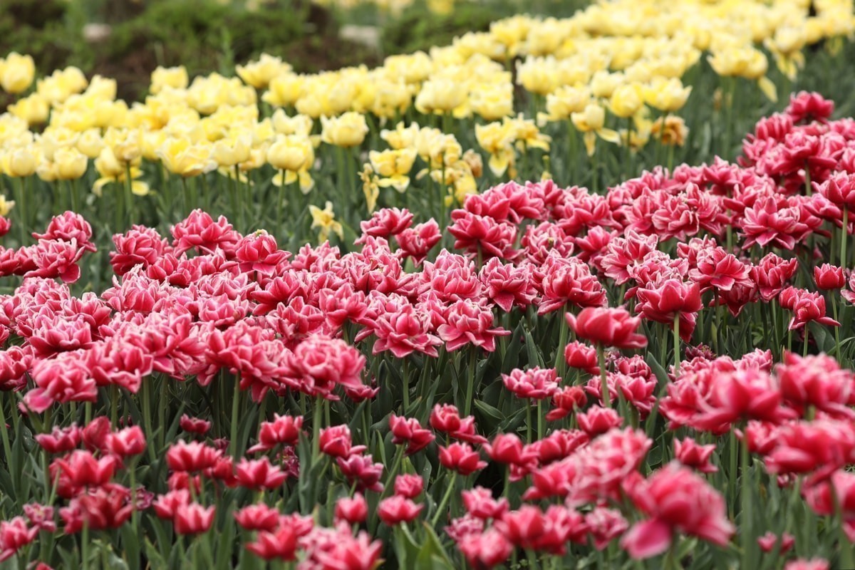 «Сентиментальная ценность», Бетховен и&nbsp;цветущие тюльпаны: афиша с&nbsp;9&nbsp;по&nbsp;15&nbsp;марта