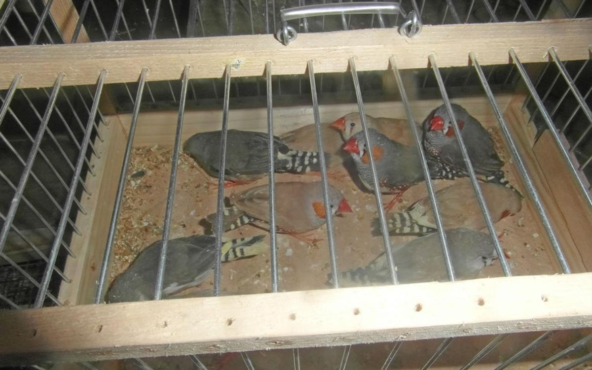 Из Беларуси в Россию не пропустили машину с кроликами, хомяками и попугаями