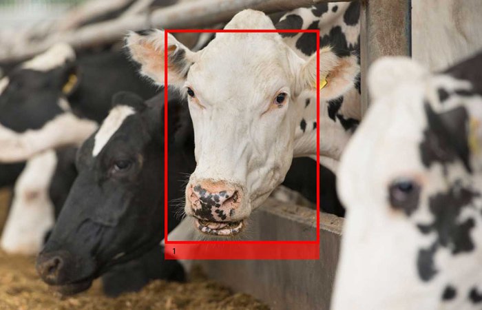 Face ID для буренок: коров теперь будут узнавать в лицо